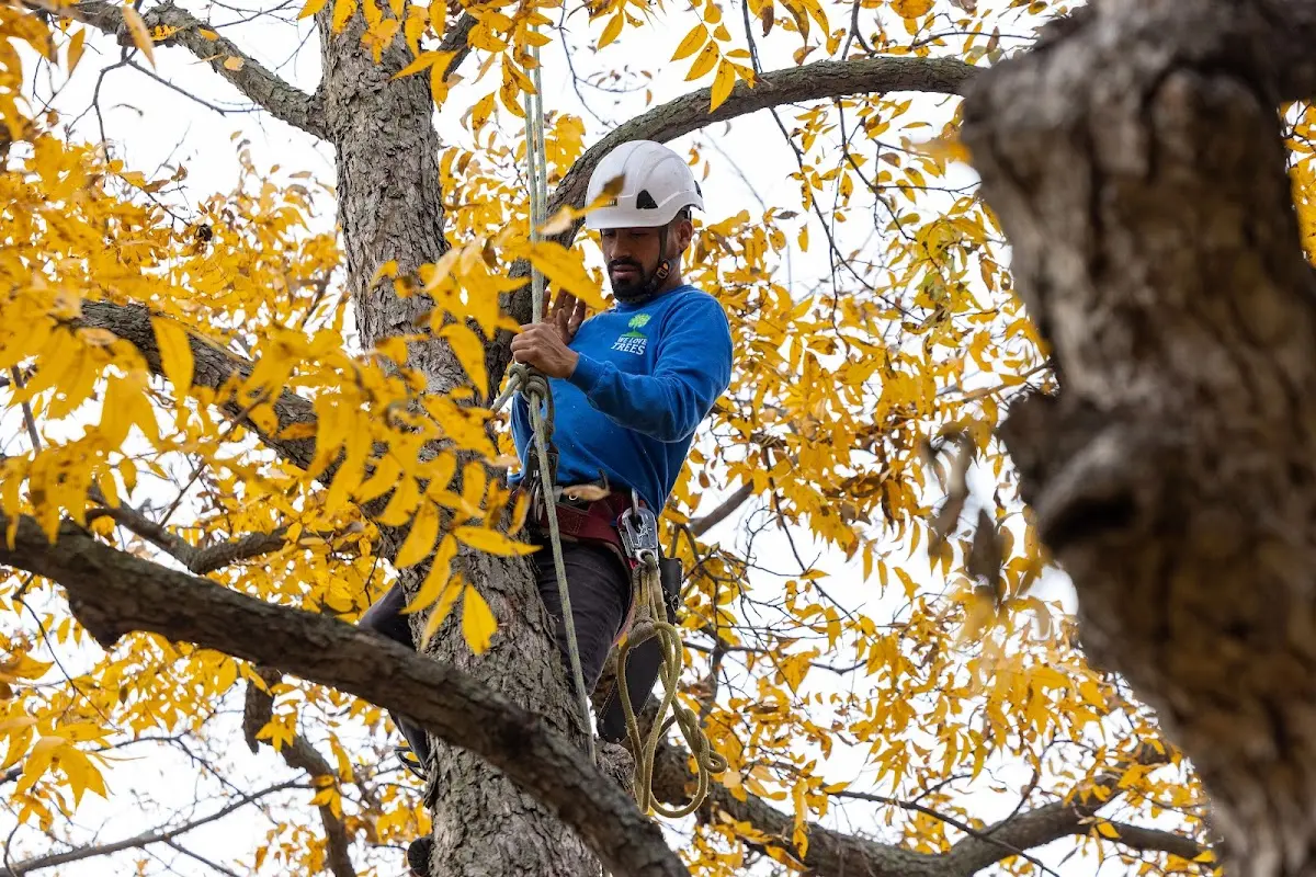 Skilled Tree Planting crew working in Perry Hall